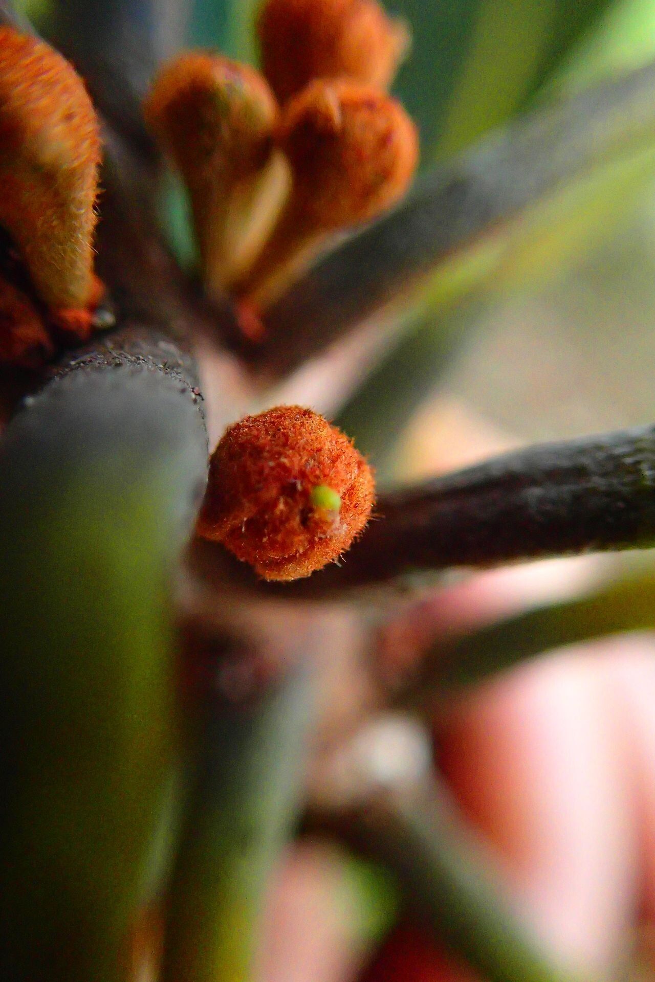 Planchonella wakere fruit