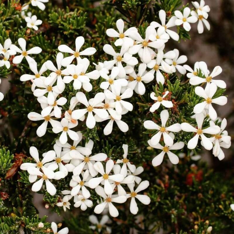 Ricinocarpos megalocarpus — related species from the same genus