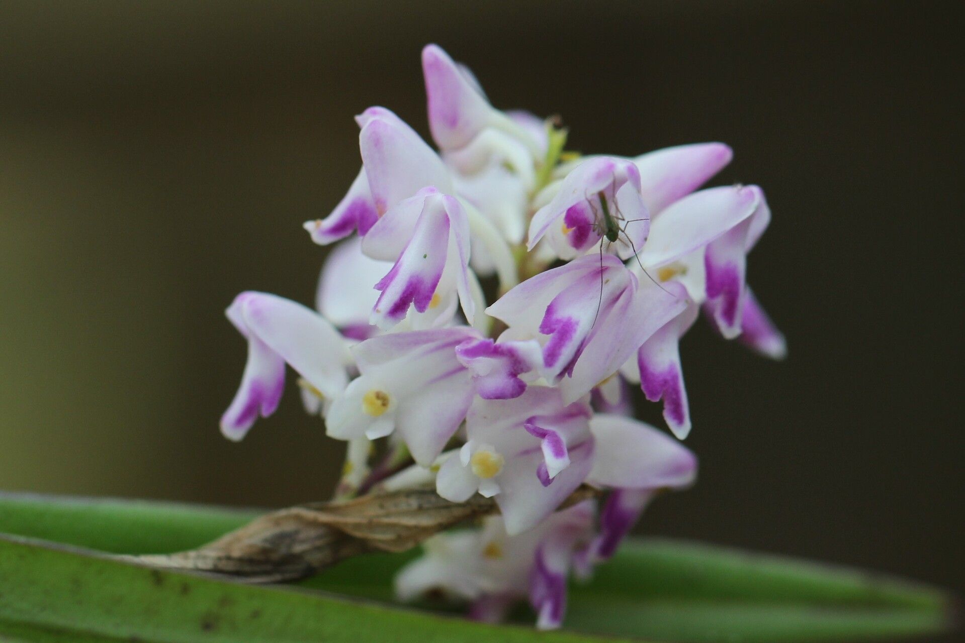 Polystachya bifida flower