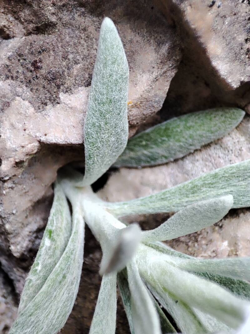 Helichrysum crassifolium — search result for 'Helichrysum'