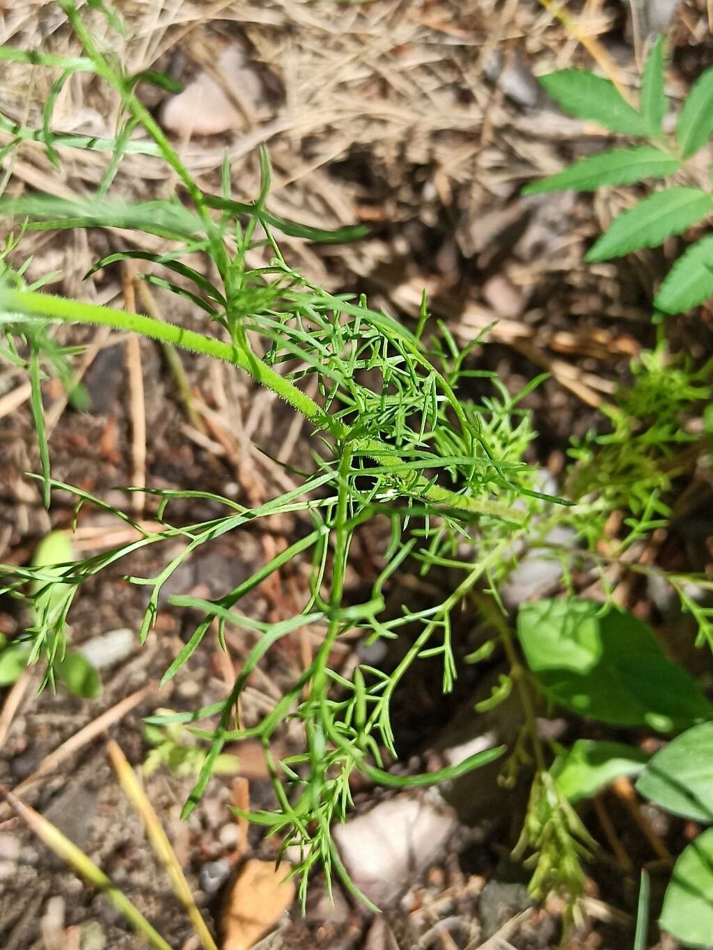 Gilia tricolor leaf