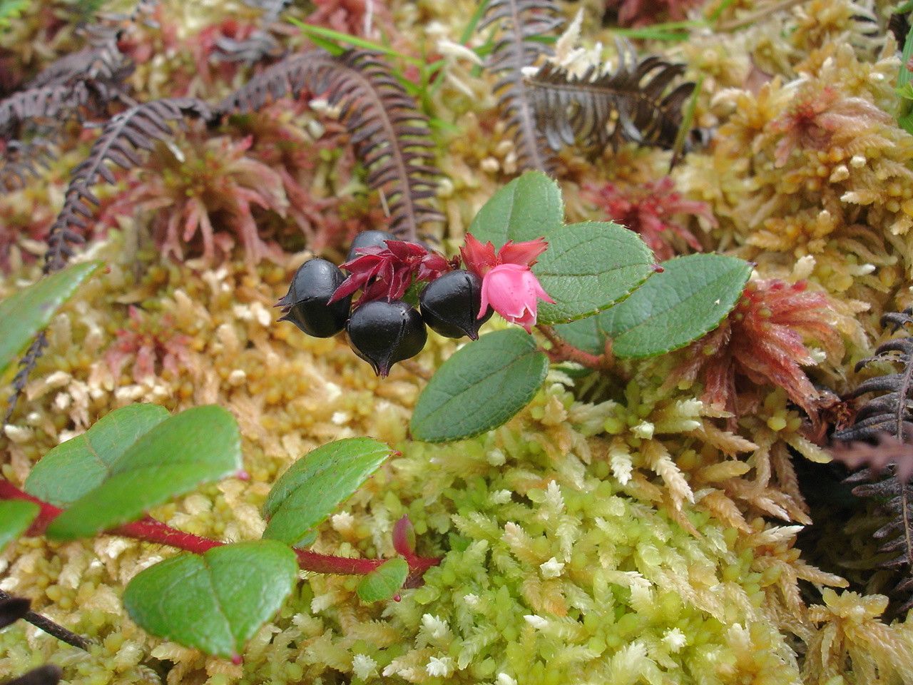 Gaultheria domingensis — search result for 'Gaultheria'