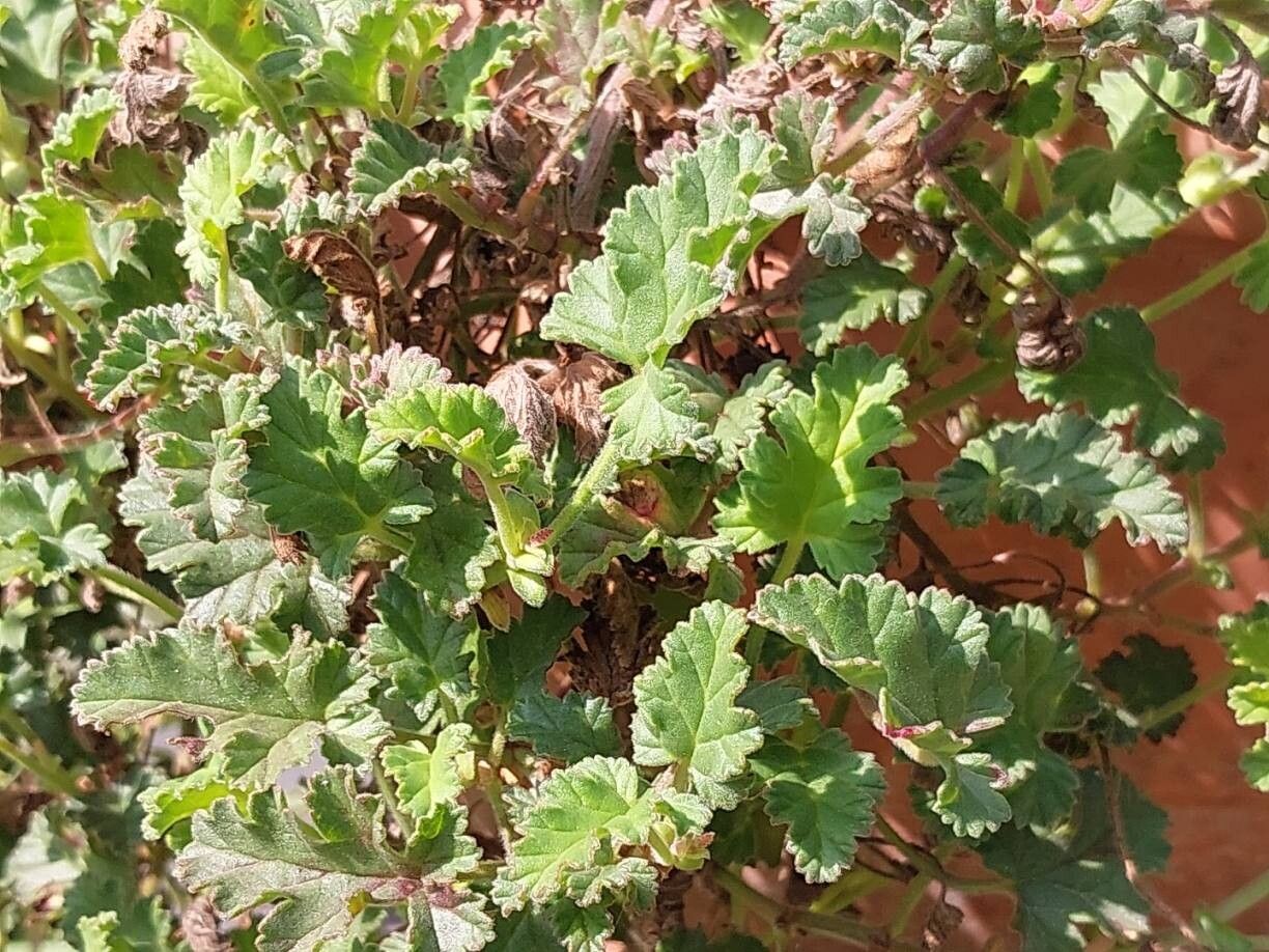Pelargonium suburbanum leaf