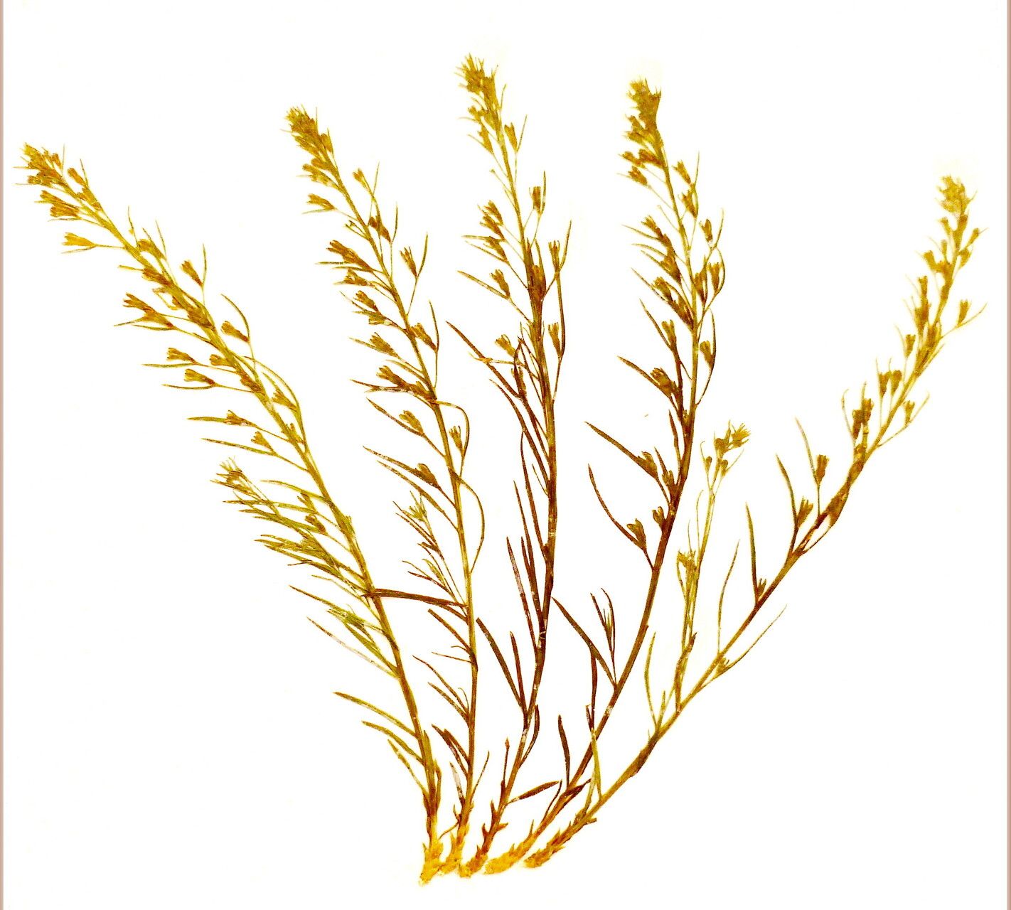 Thesium rostratum — search result for 'Thesium'