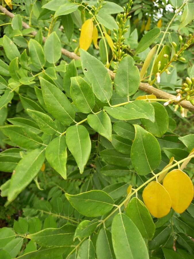 Gliricidia sepium leaf