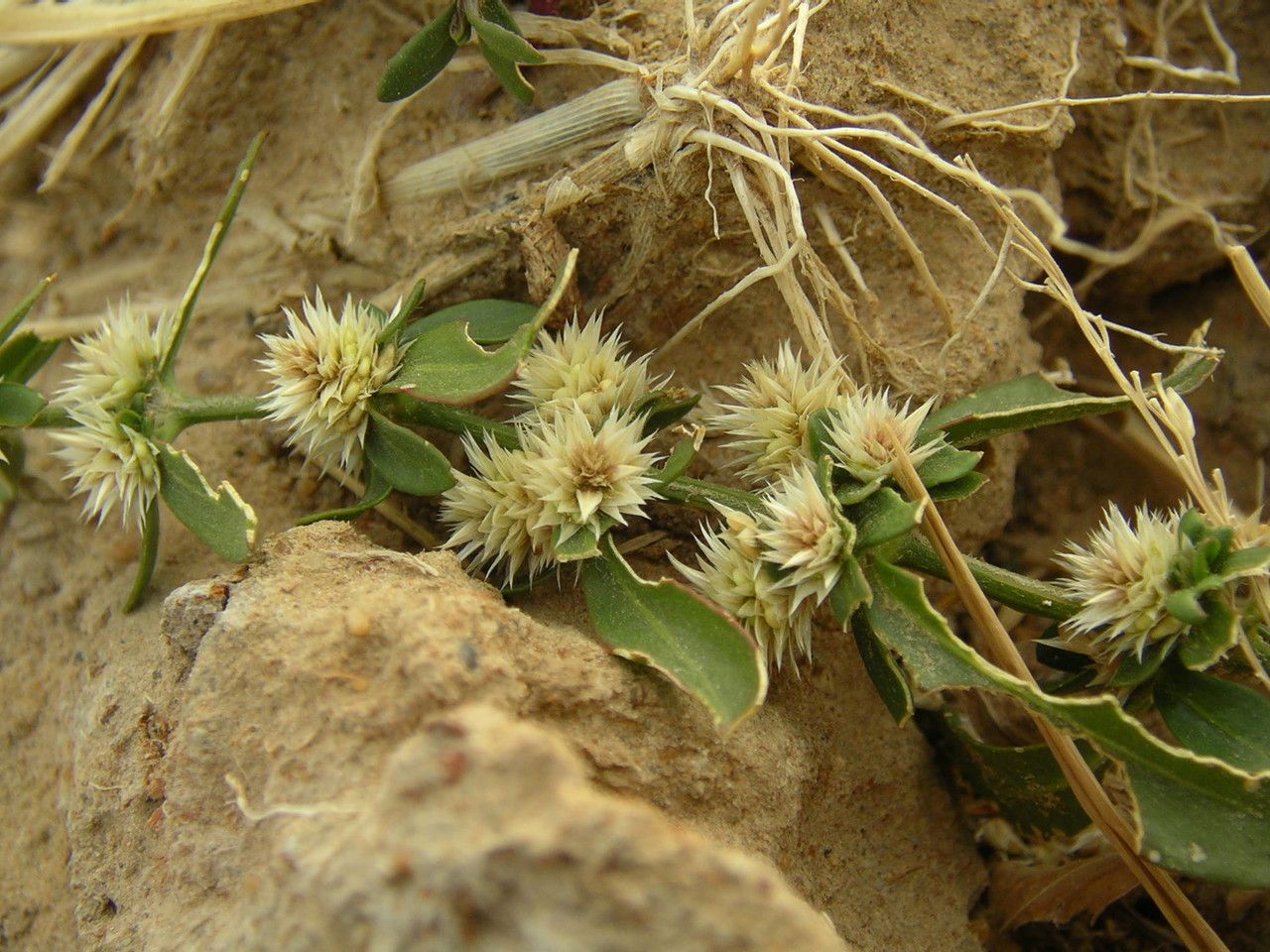 Alternanthera nodiflora habit
