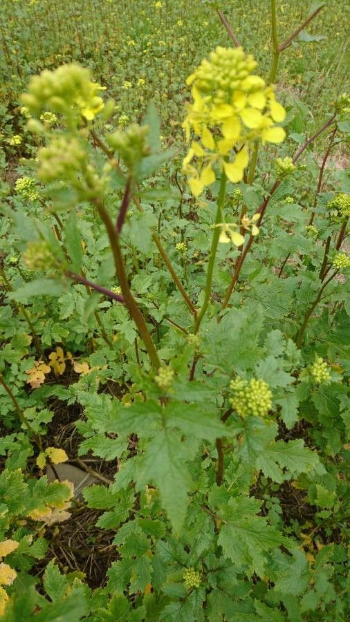 Erucaria hispanica — related species from the same genus