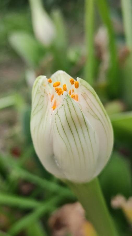 Haemanthus albiflos flower