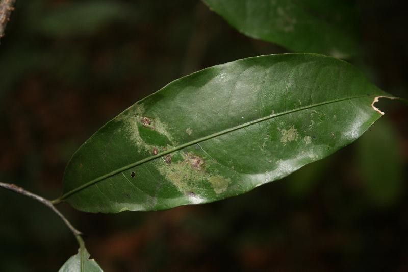 Eschweilera parviflora — houseplant care guide