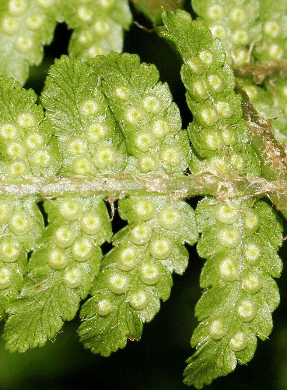 Dryopteris oreades flower
