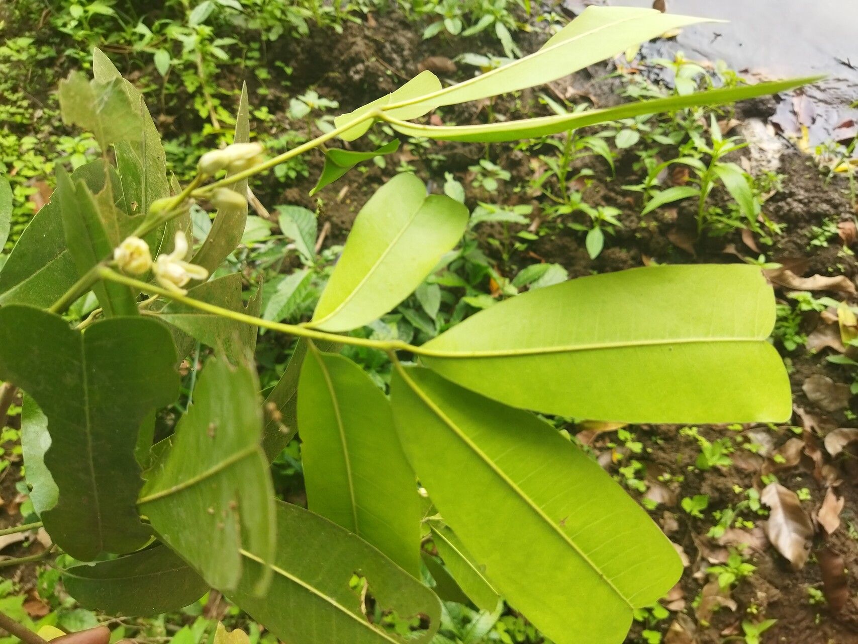 Trichilia retusa — houseplant care guide