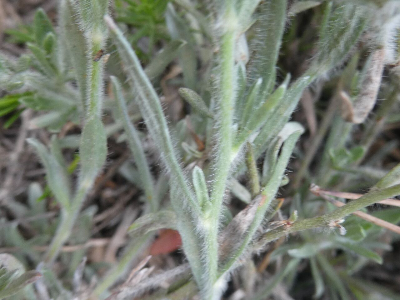 Convolvulus lanuginosus leaf