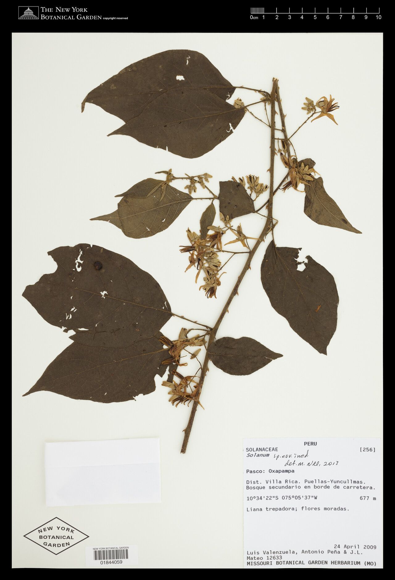 Solanum pedemontanum — houseplant care guide