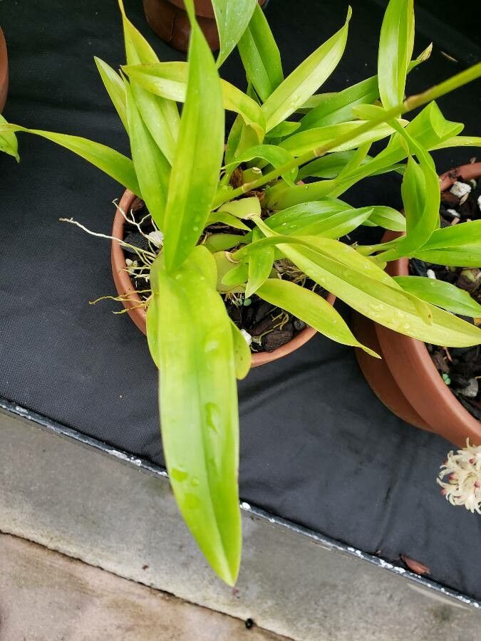 Oncidium ornithorhynchum — search result for 'Oncidium'