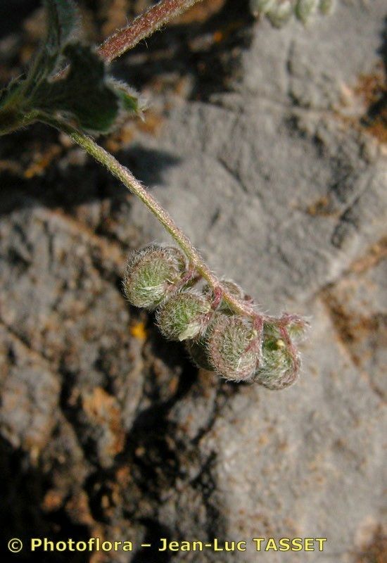 Medicago secundiflora fruit