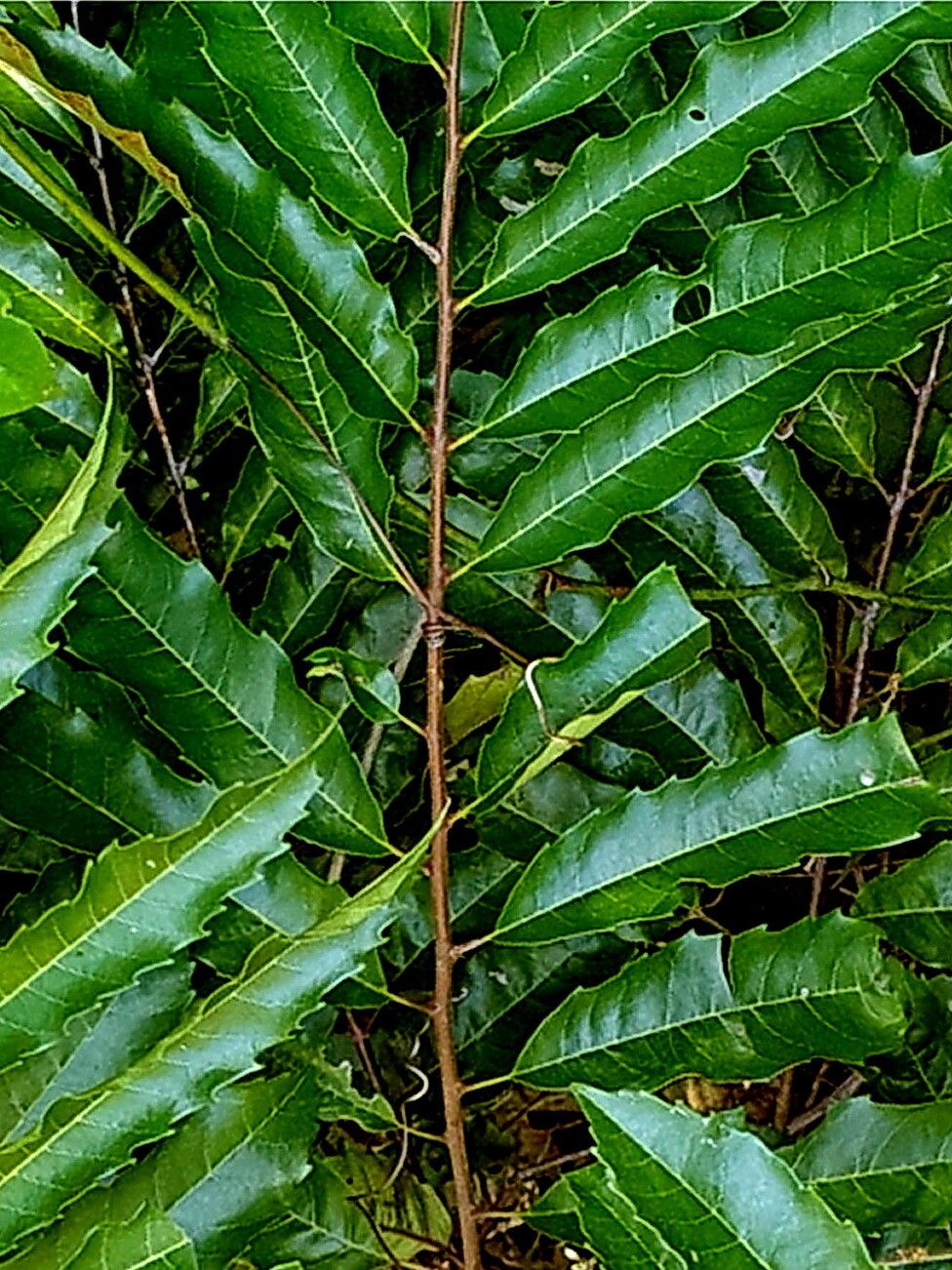 Cupaniopsis newmanii — search result for 'Cupaniopsis'