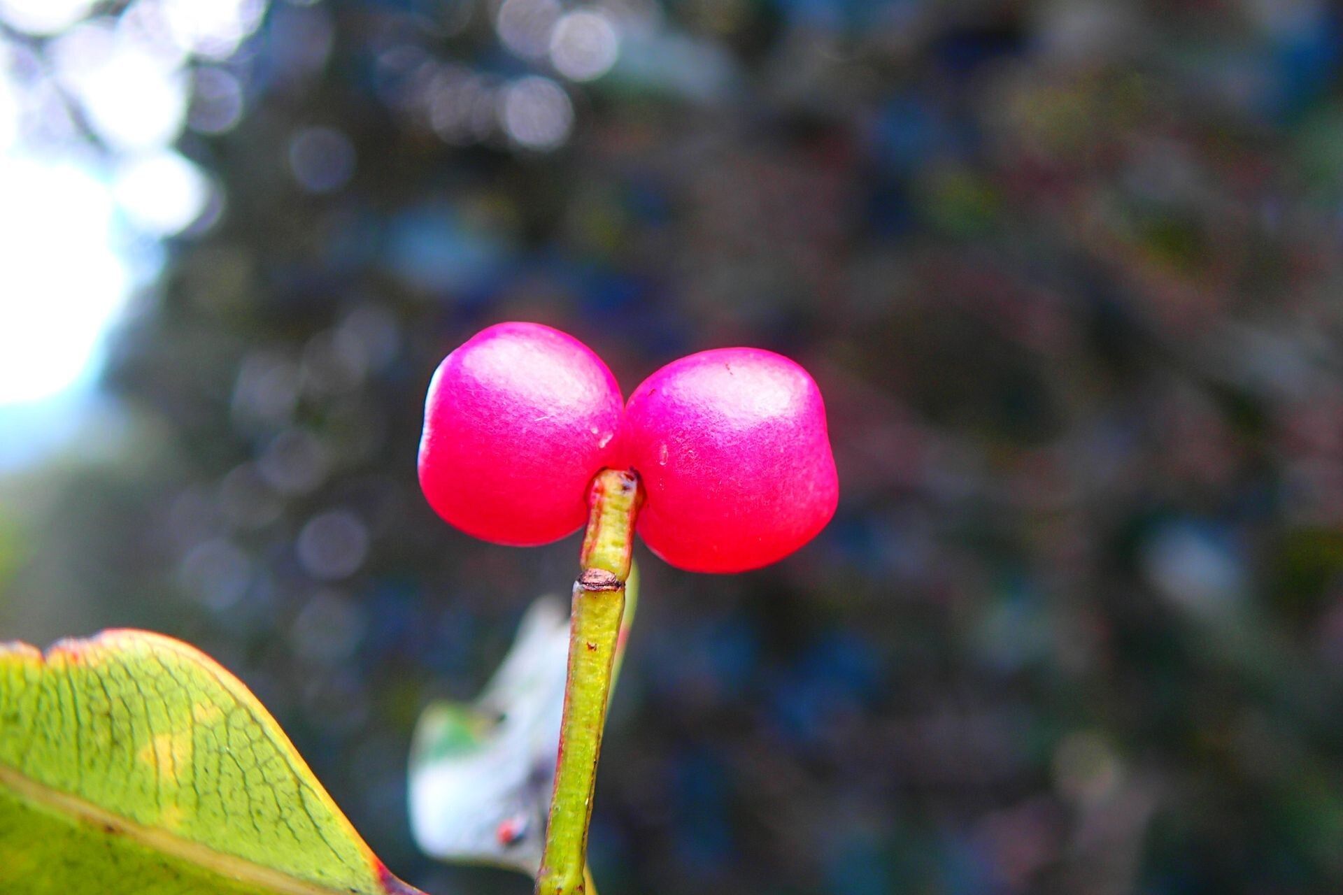 Syzygium frutescens fruit