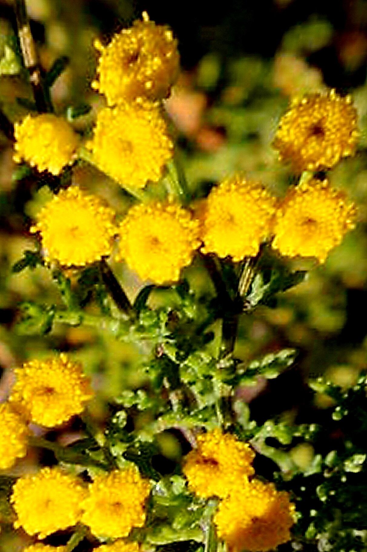 Oncosiphon suffruticosus — houseplant care guide