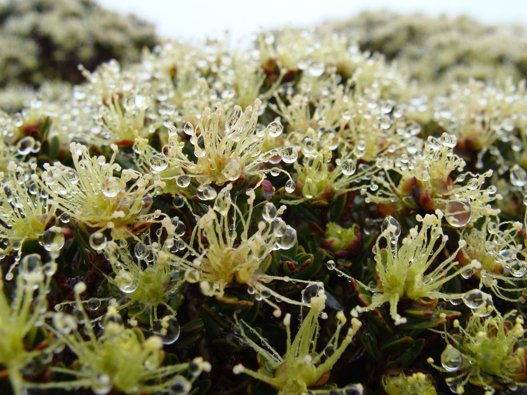 Melaleuca sphaerodendra flower