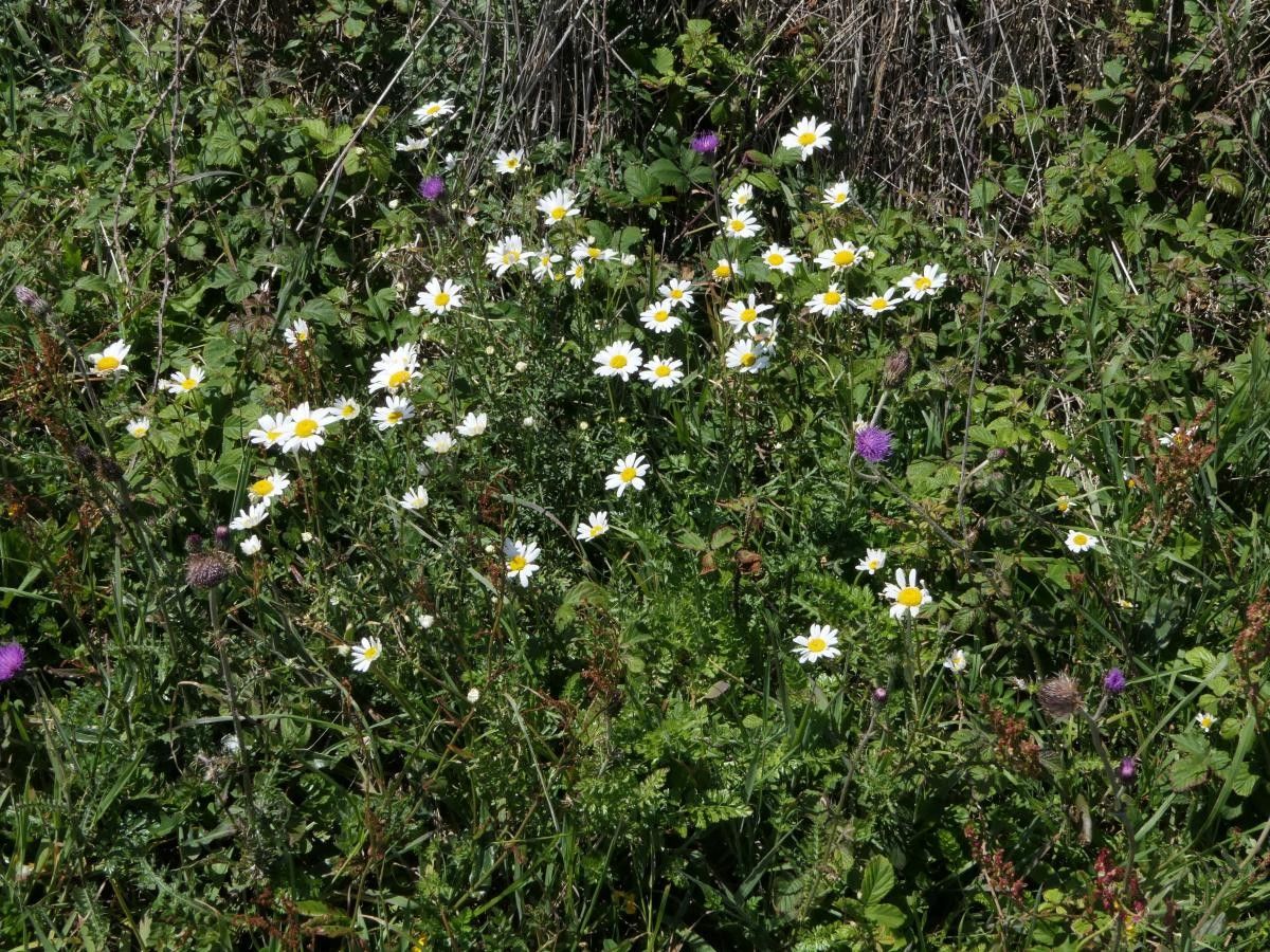 Leucanthemum pluriflorum habit