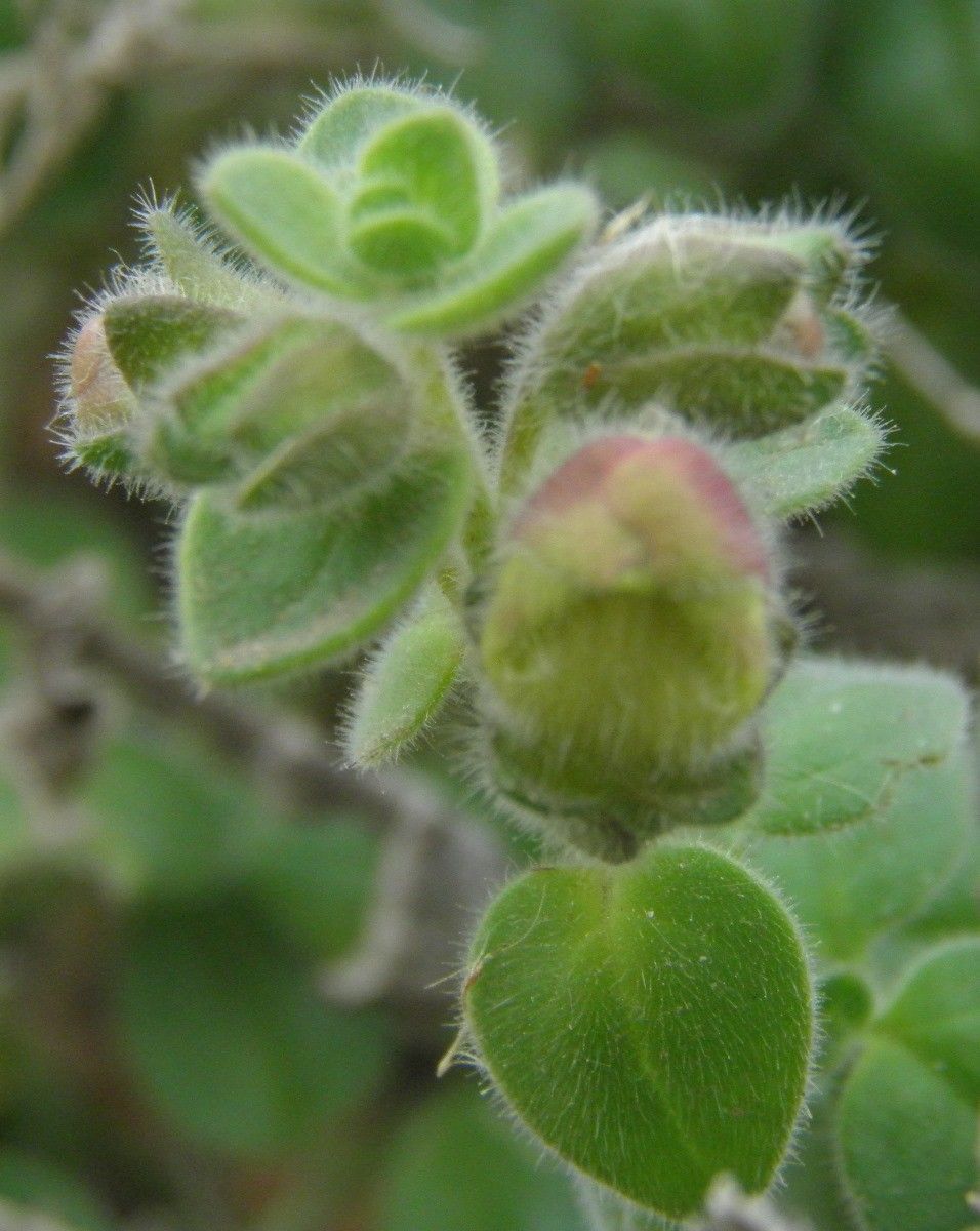 Antirrhinum hispanicum fruit