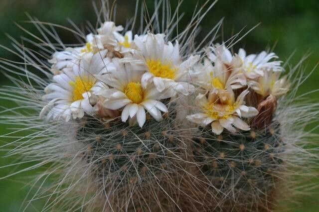 Pediocactus paradinei habit