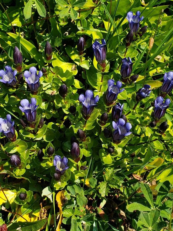 Gentiana calycosa habit