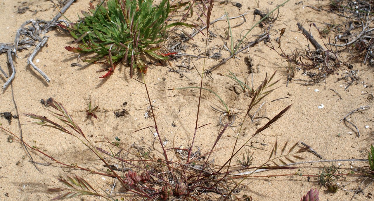 Vulpia alopecuros habit