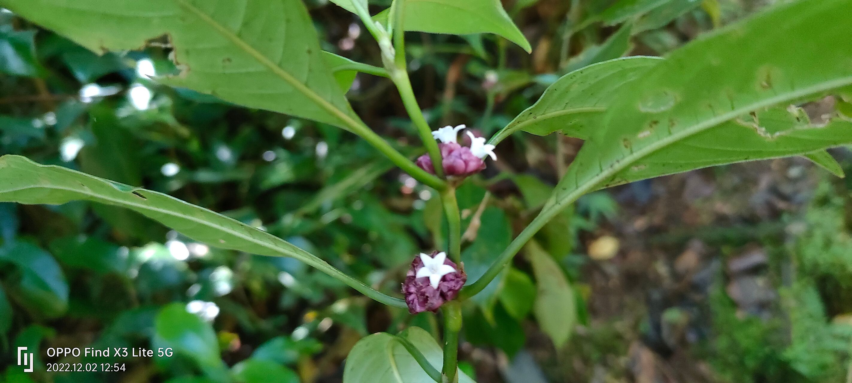 Palicourea axillaris flower