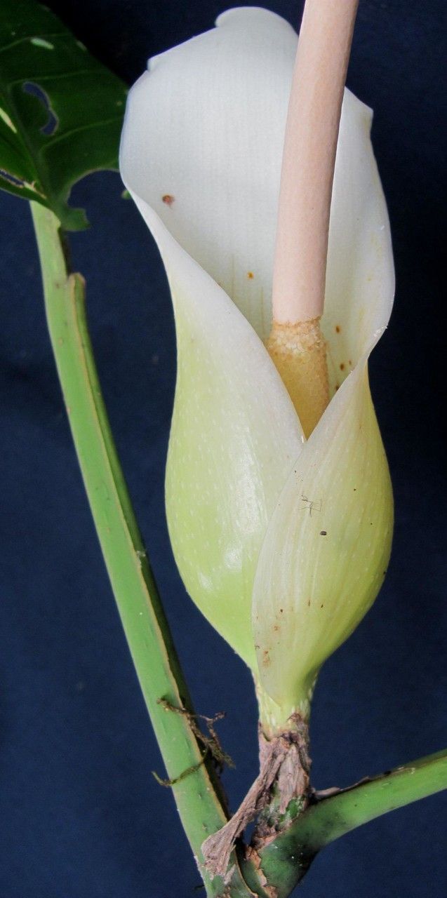 Philodendron inaequilaterum fruit