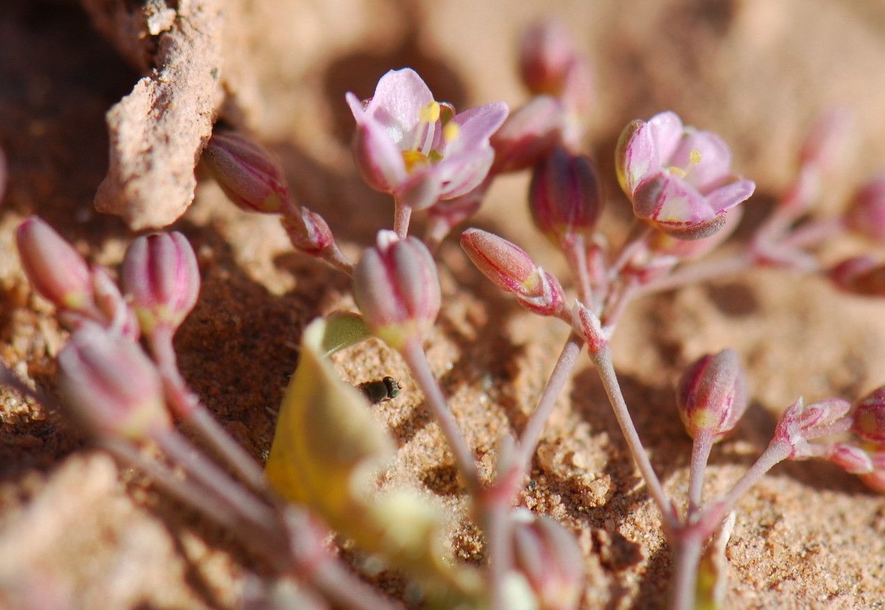 Polycarpaea robbairea flower