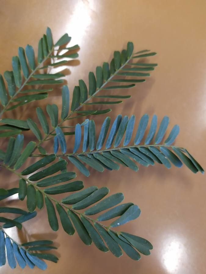 Machaerium aculeatum — related species from the same genus