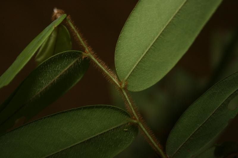 Xylopia crinita other