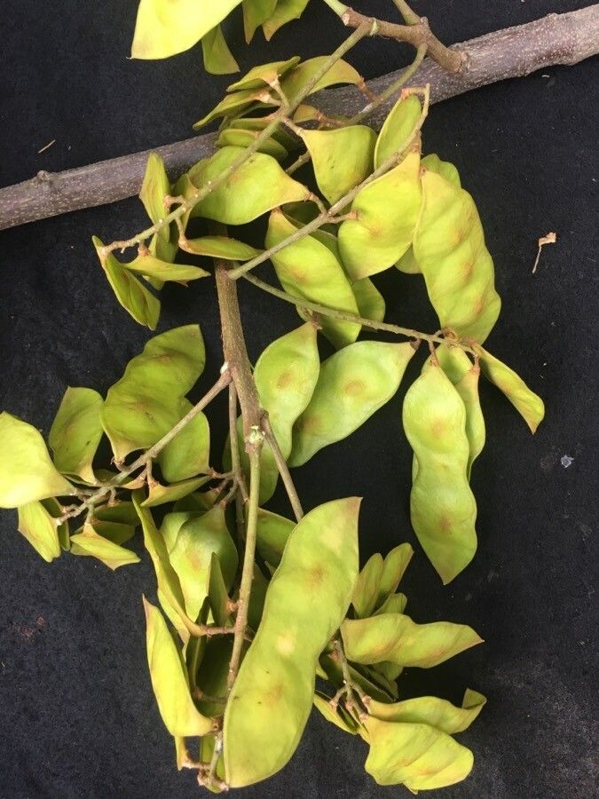 Lonchocarpus heptaphyllus fruit