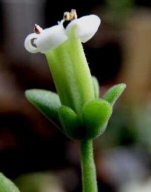 Tylecodon torulosus flower