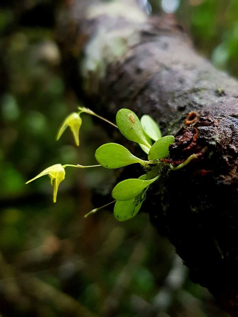 Specklinia recula habit