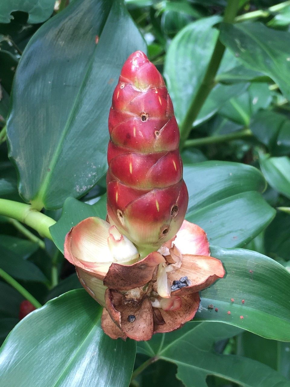 Costus woodsonii fruit