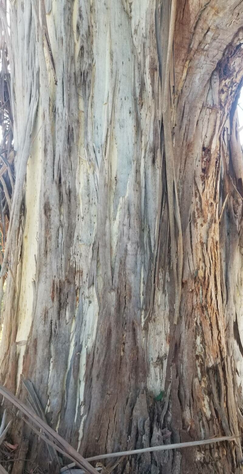 Eucalyptus strzeleckii bark