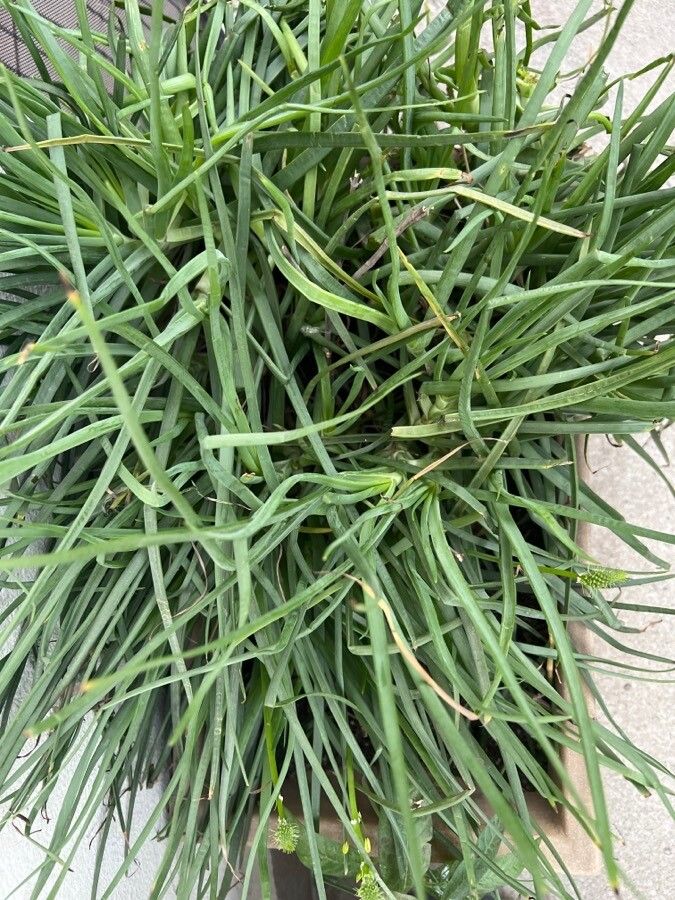 Bulbine bulbosa — search result for 'Bulbine'