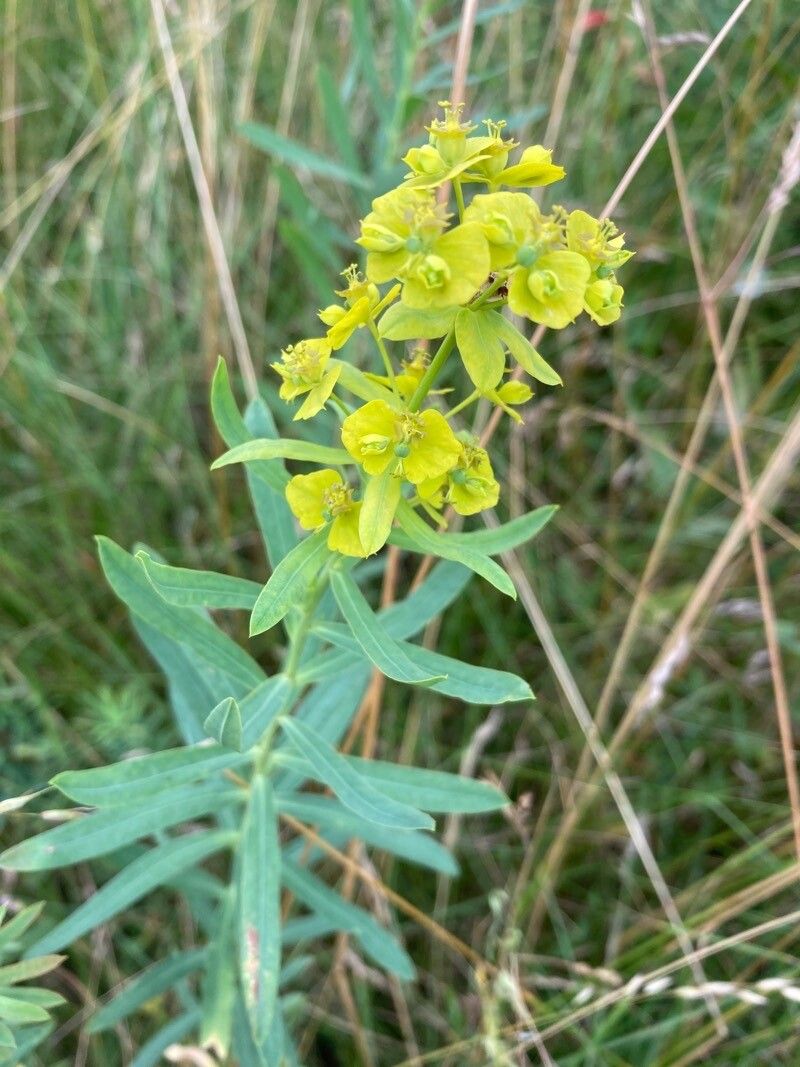 Euphorbia saratoi — houseplant care guide