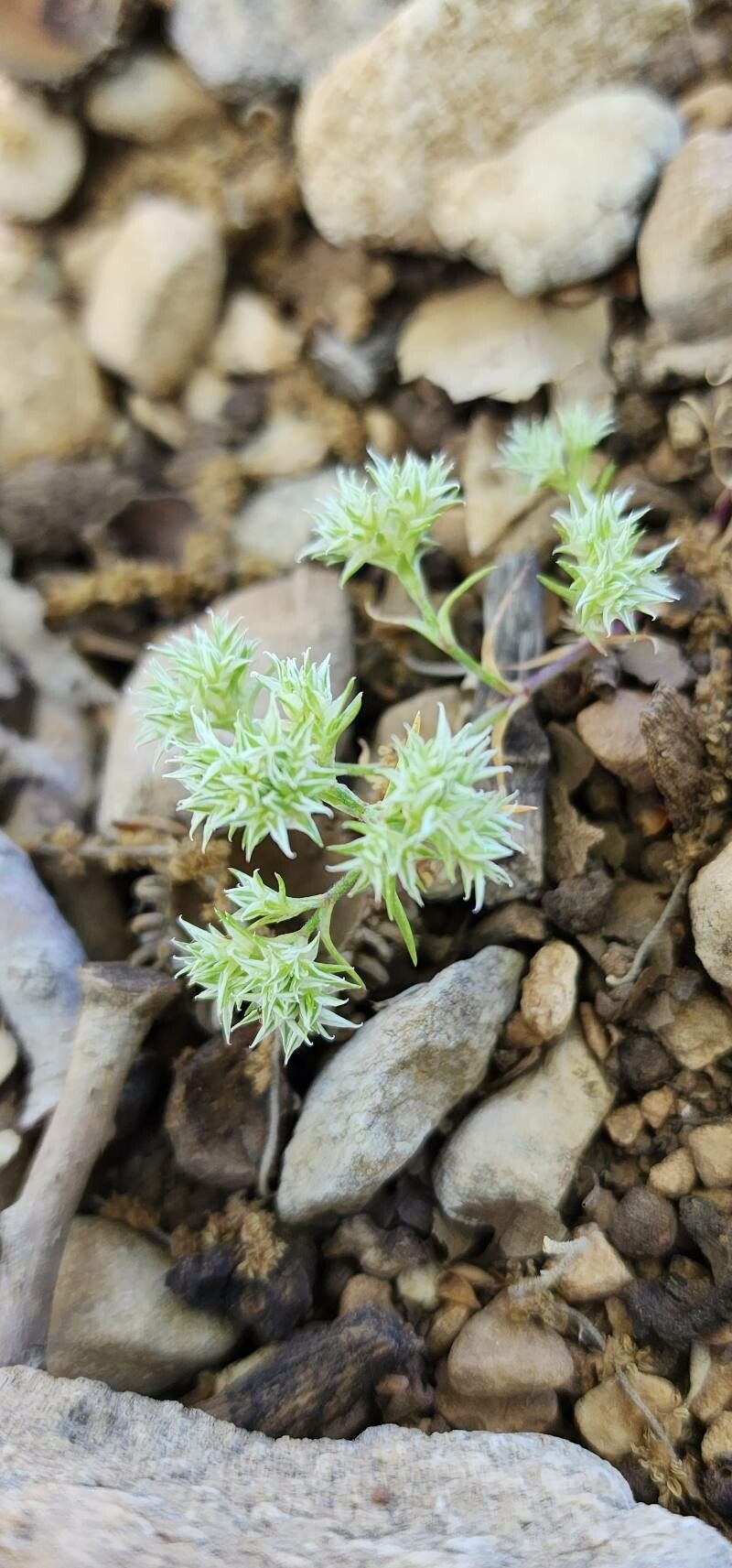 Scleranthus orientalis habit