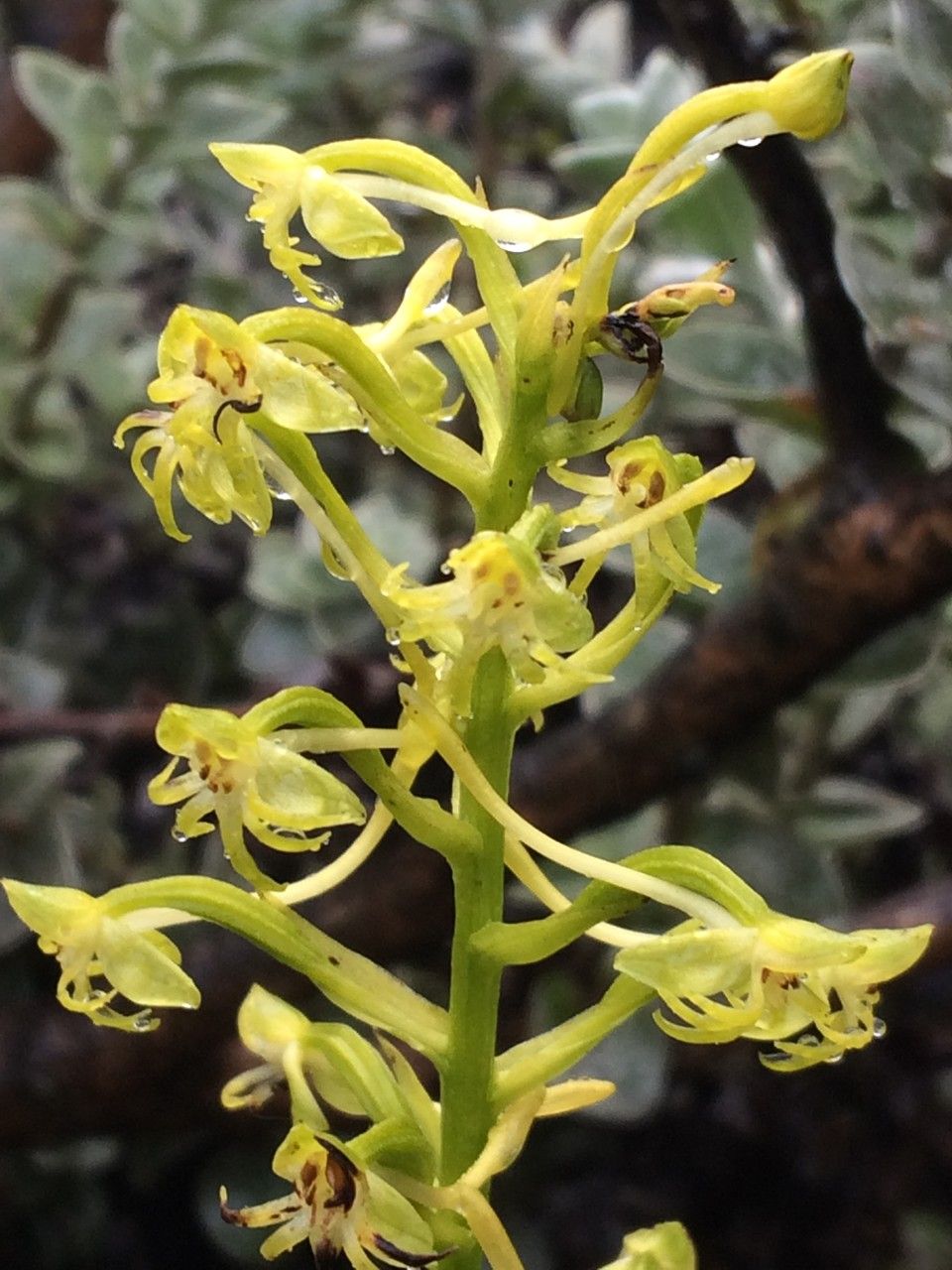 Habenaria undulata flower