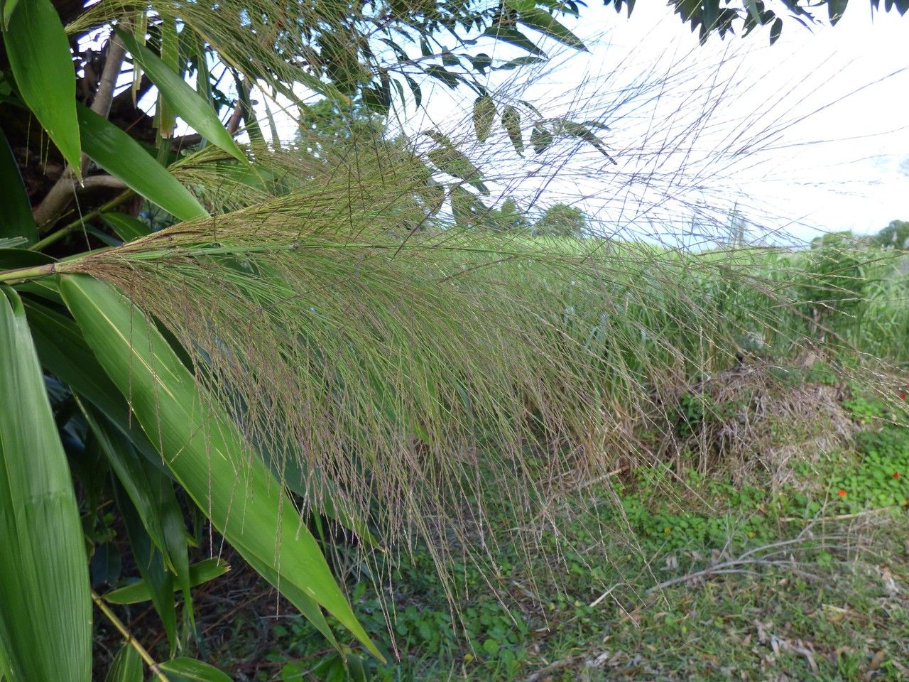 Thysanolaena latifolia flower