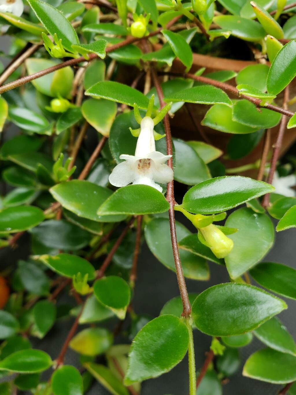 Codonanthe gracilis flower