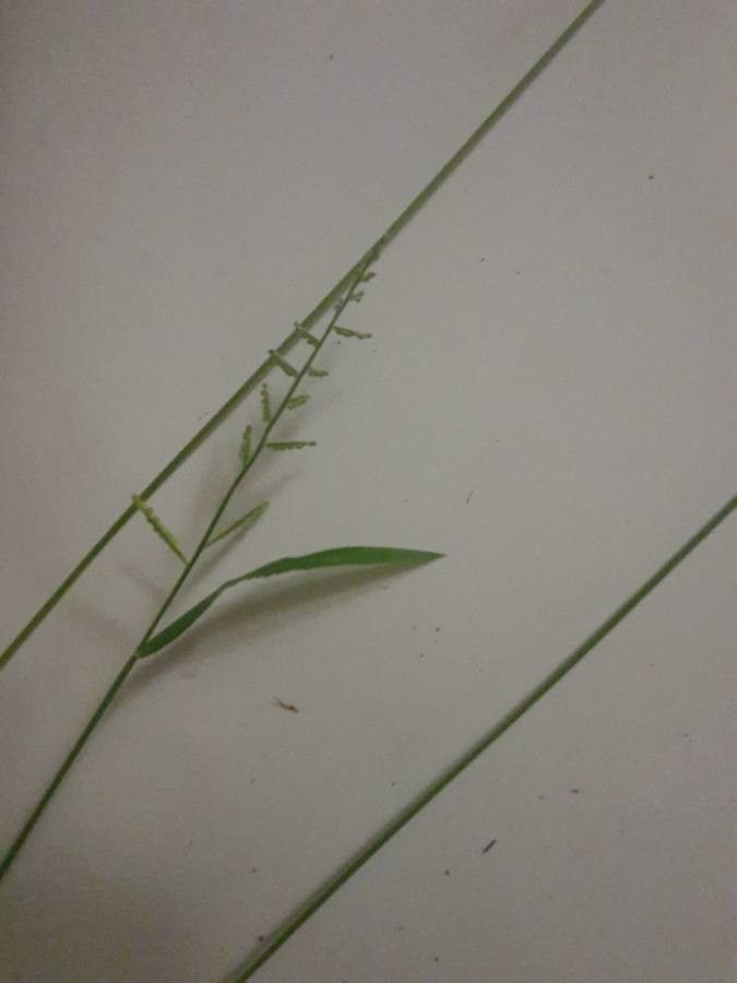 Brachiaria eruciformis habit