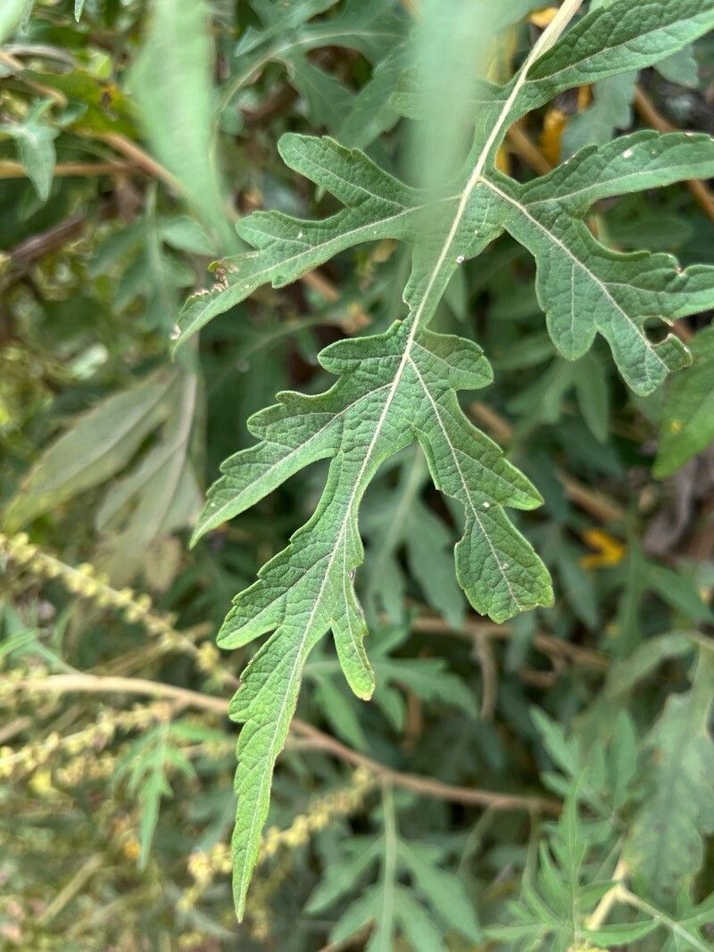 Ambrosia polystachya — houseplant care guide