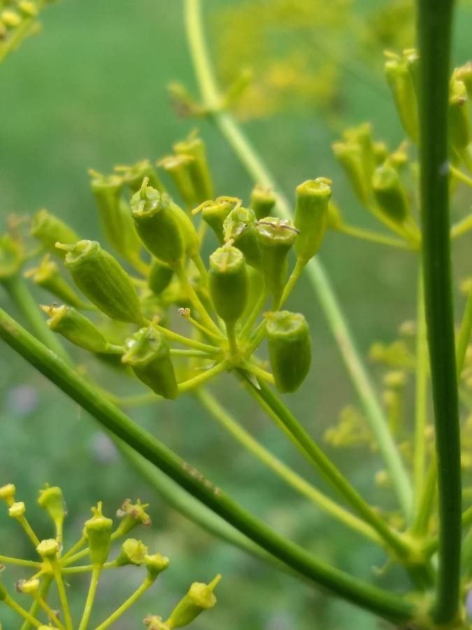 Opopanax chironium fruit