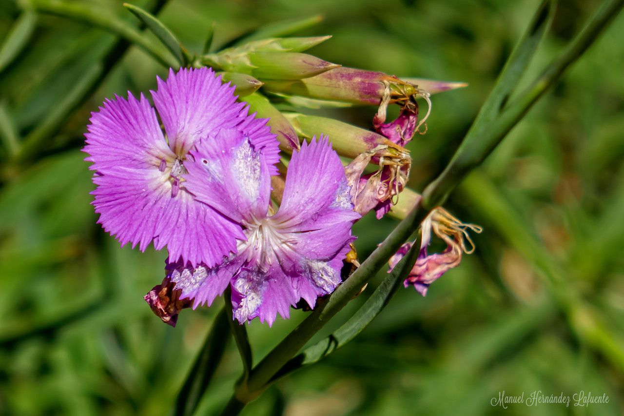 Dianthus rupicola flower