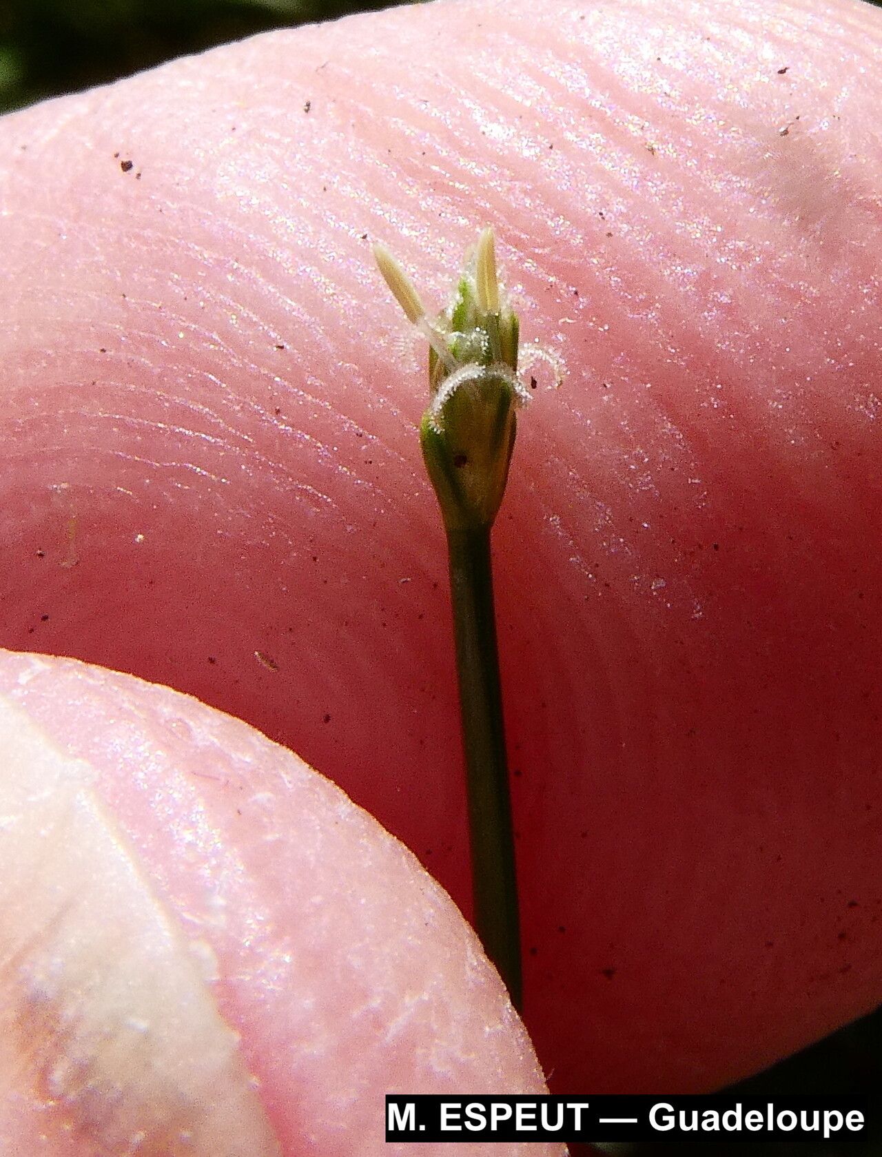 Eleocharis nana flower