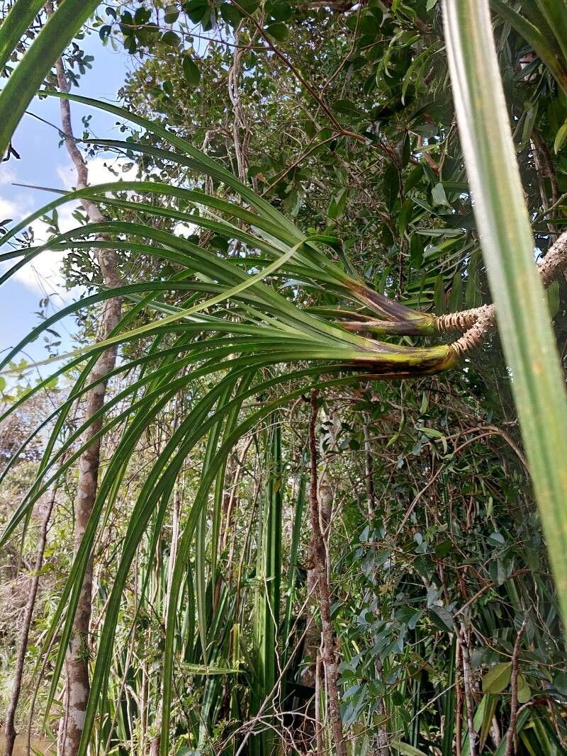 Pandanus muricatus — houseplant care guide
